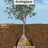 Au pied de mon arbre...