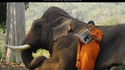 Quand tu viens juste d'acheter un éléphant...