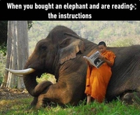 Quand tu viens juste d'acheter un éléphant...