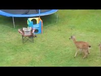 Loutre et cerfs ...