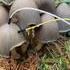 La musique des champignons 