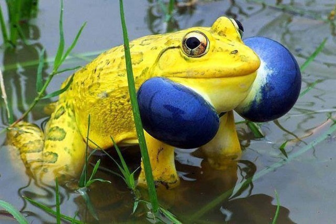 Une grenouille jaune, avec deux boules bleues