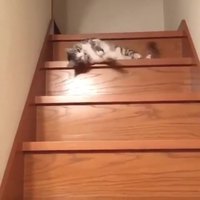 La flemme, c'est quoi ?