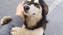 Amour canin