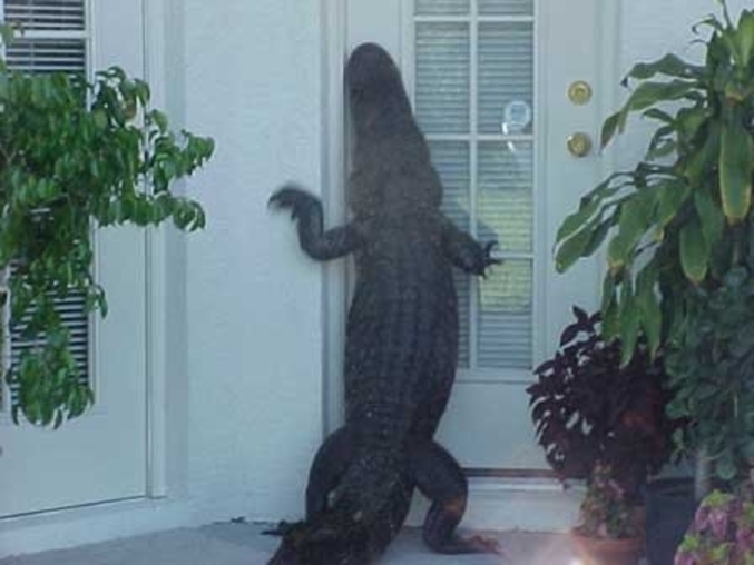 Un croco devant ta maison, regardait par la fenêtre...