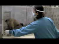 Expérience sur des singes