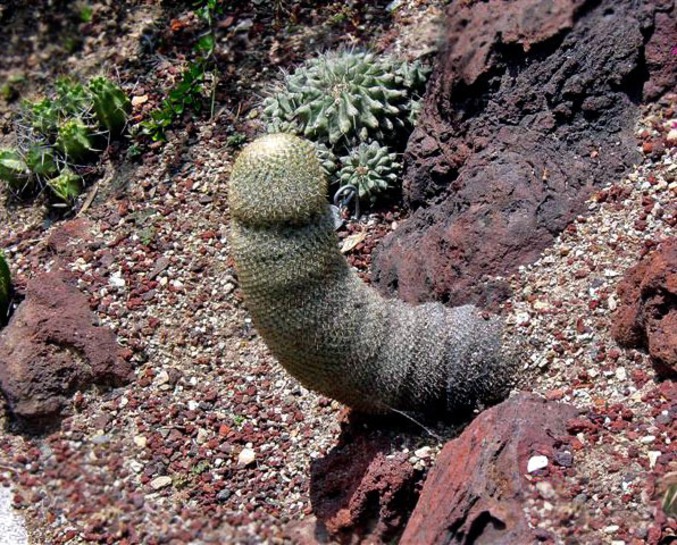 Un cactus à la forme suggestive.