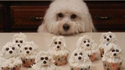 Des cupcakes