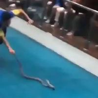 Spectacle de serpent 