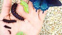 D'une chenille au papillon
