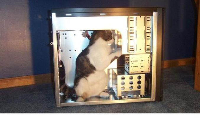 Un chat informaticien qui travaille sur son PC