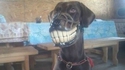 Un chien heureux