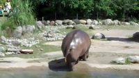 Un hippopotame se lâche