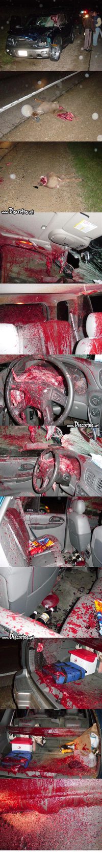 Daim vs voiture