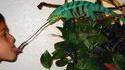 Bisou de caméléon