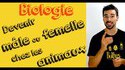 Devenir mâle ou femelle chez les animaux... 