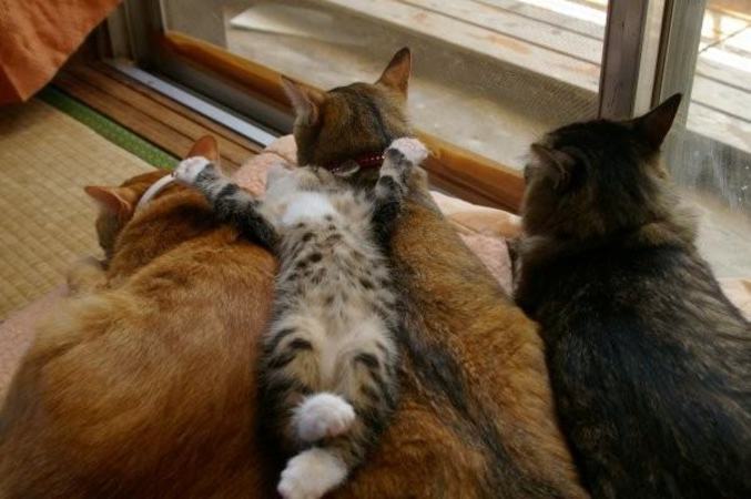Un chat qui dort pépère sur le dos de ses potes.