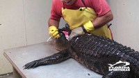 Dépecer un alligator