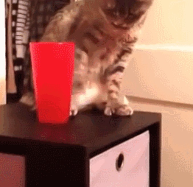 Connard de chat !