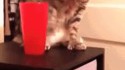 Connard de chat !