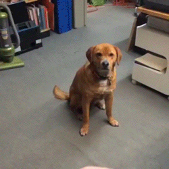 Le chien et le frisbee