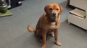 Le chien et le frisbee