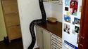 Man ! Y'a une bestiole dans la cuisine !