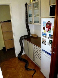 Man ! Y'a une bestiole dans la cuisine !