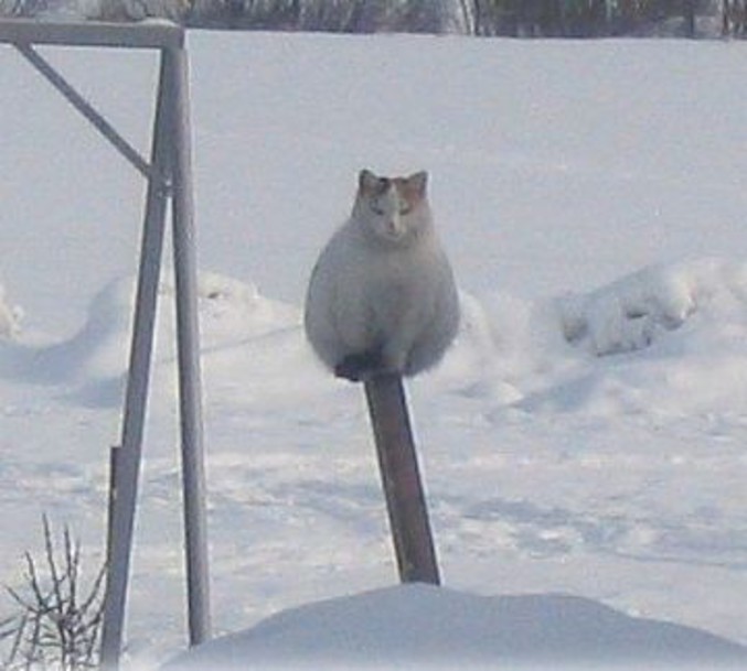 Un chat à l'affût.