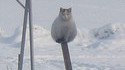 Chat de garde