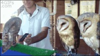 L'effet d'une sonnerie sur des chouettes