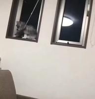 C’est un coup à le retrouver pendu