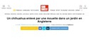 Toujours pas de nouvelles de Gizmo