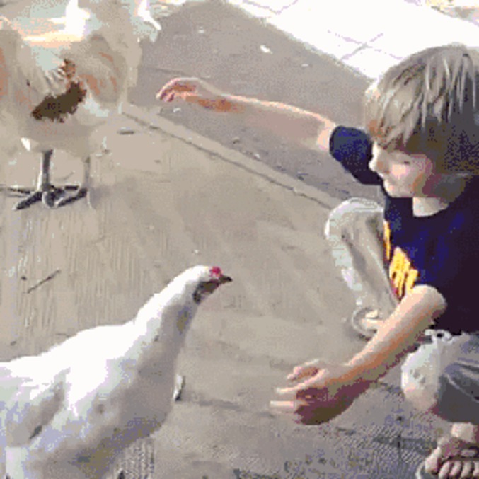 Câlin avec une poule