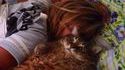 Gros chat