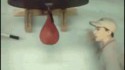 Sac de boxe VS boxeur