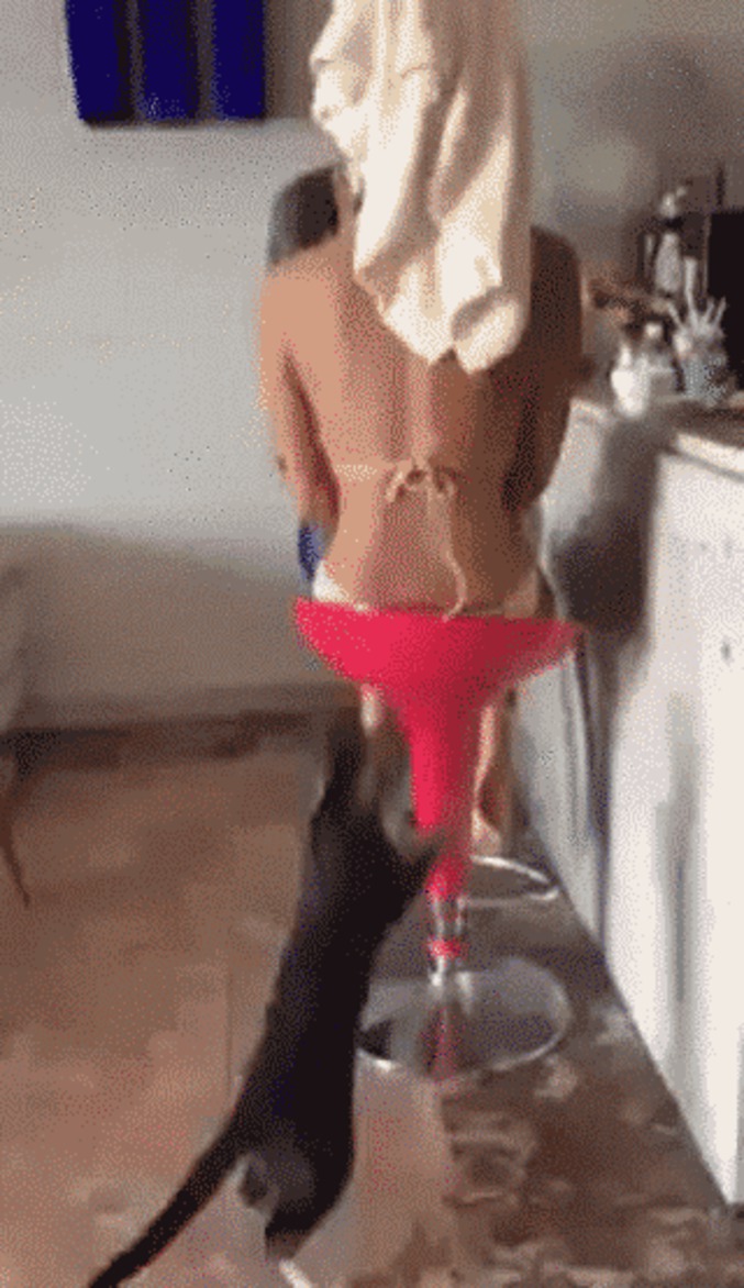 Chat bien dressé