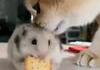 Petit encas fourré au biscuit