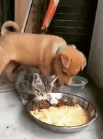 Barre-toi bro, je mange !