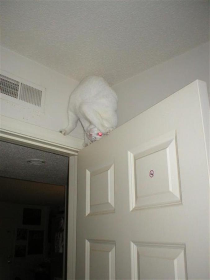 Un chat accrobate de porte
