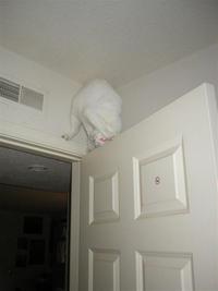 Chat perché