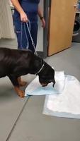 Emmener son chien au vétérinaire en urgence 