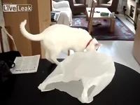Chat vs sac plastique