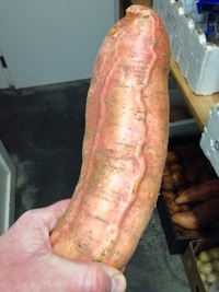 Qui veut goûté de ma patate douce? 