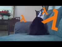 Half-Life cat