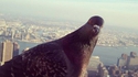 Un pigeon