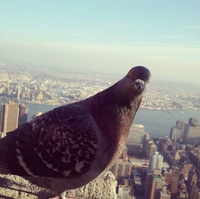 Un pigeon