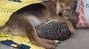 Un couple mixte