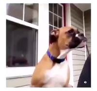 Son chien ne sait pas bâiller.