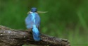 Un oiseau défonce un petit poisson